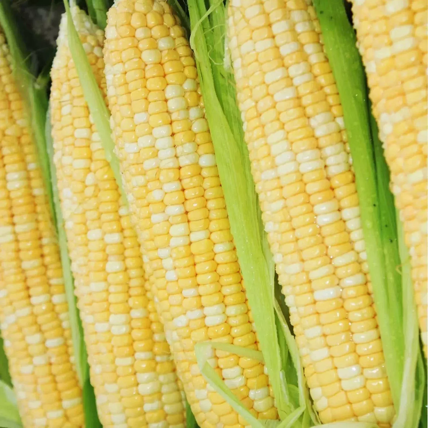 "200 pcs Peaches and Cream Bi-Color Sweet Corn Seeds, Non-GMO Heirloom Variety, Zea mays"