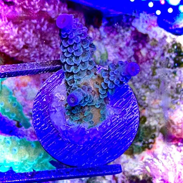 Blue Slimer