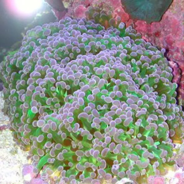 Branching Frogspawn Coral