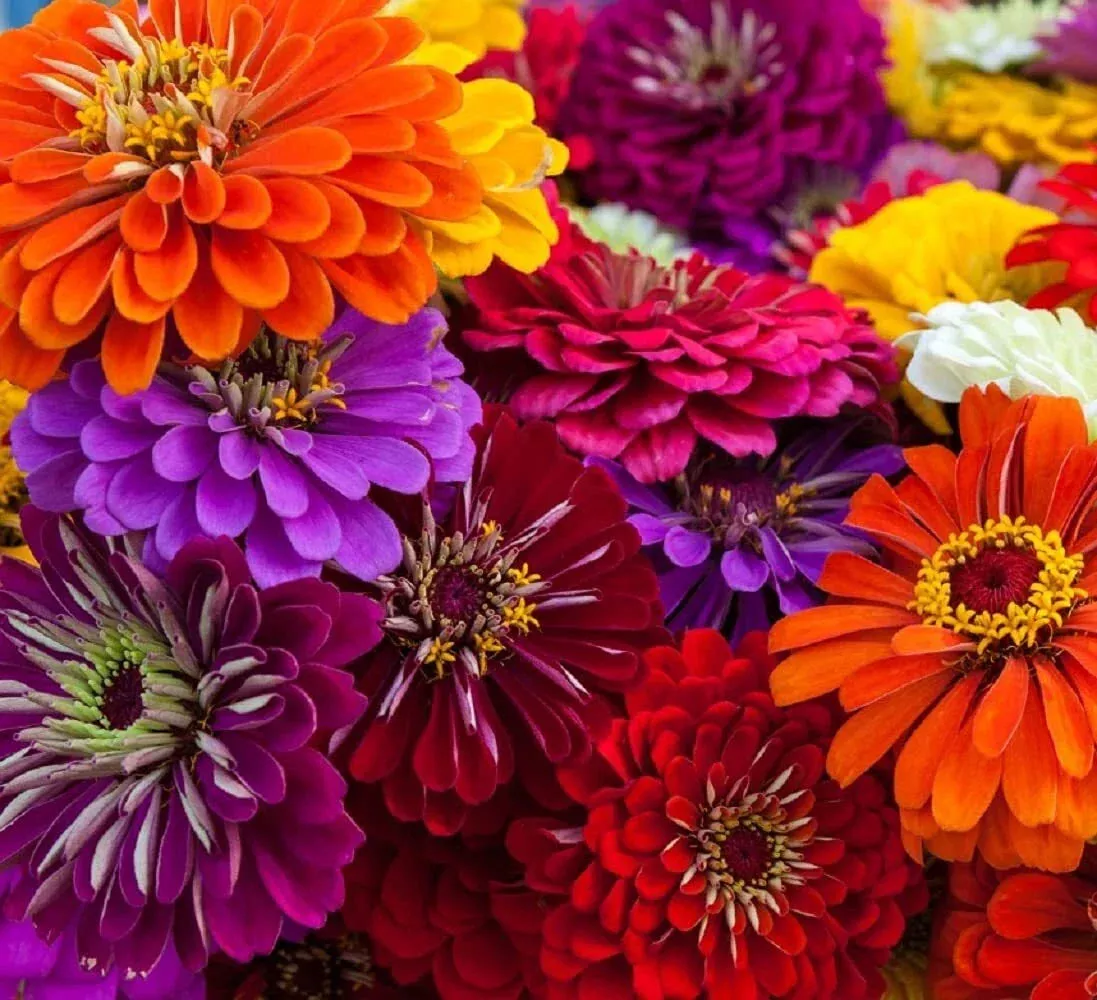 California Giant Zinnia Seeds | 50 Seeds for Planting | Colorful Garden Flowers | Zinnia elegans