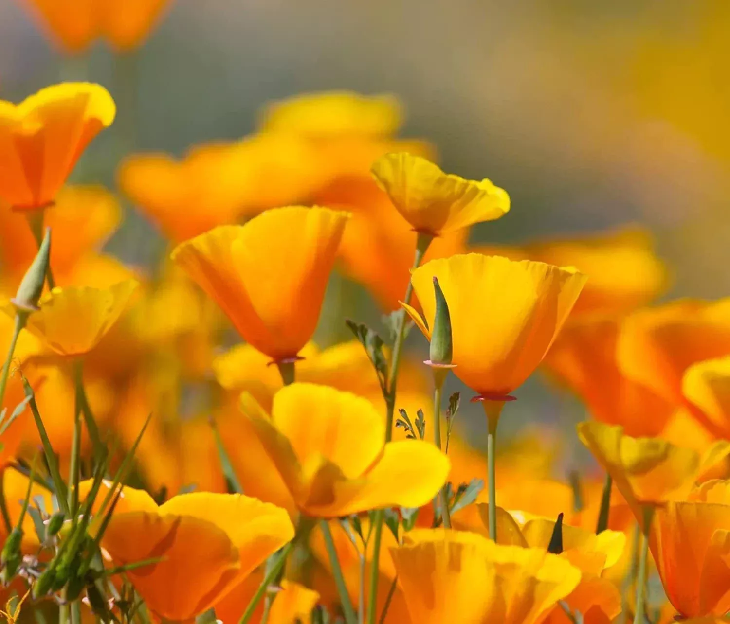 California Poppy Flower Seeds - 5,000 Count - Eschscholtzia californica - Easy to Grow, Bright Orange Blooms
