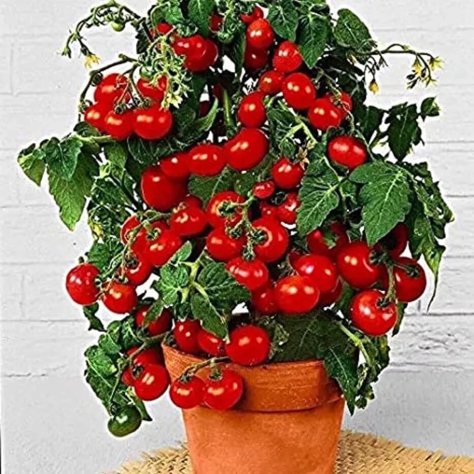 Dwarf Bush Cherry Tomato Seeds - 100 Count - Heirloom Variety (Solanum lycopersicum) for Home Gardening