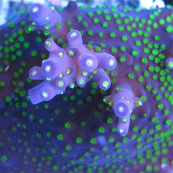 GARF Purple Bonsia