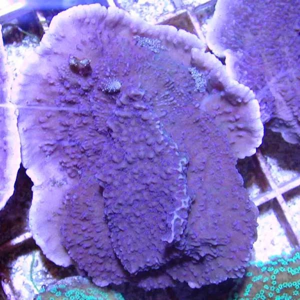 Idaho Grape Montipora
