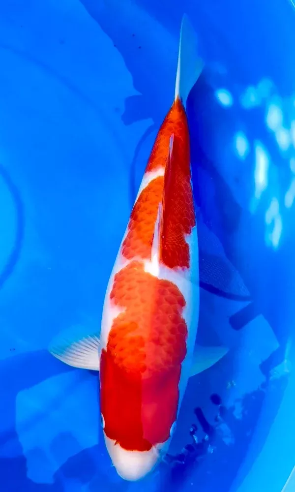 (Kohaku5) 24” Momotaro Kohaku