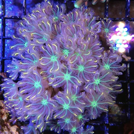 Liams Clove Polyps