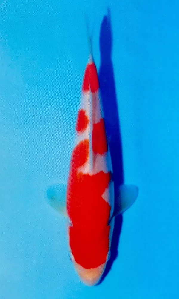 (M04) 9" Momotaro Kohaku