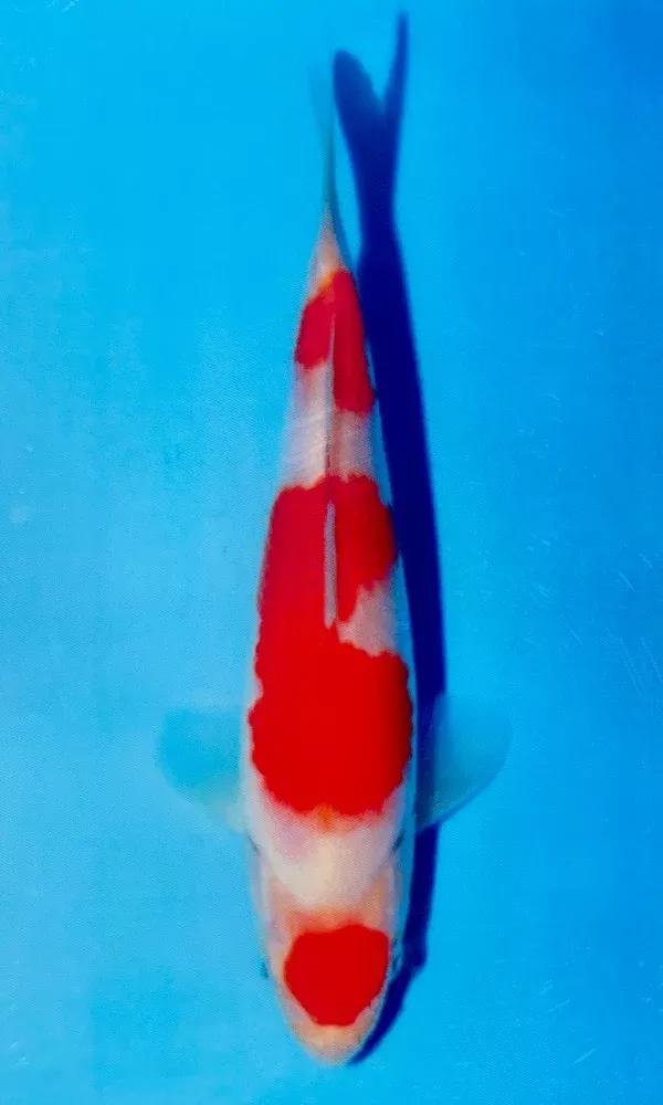 (M05) 9~10" Momotaro Kohaku