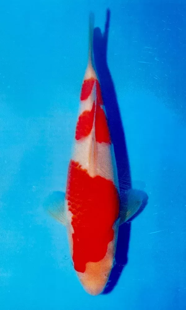 (M06) 10" Momotaro Kohaku