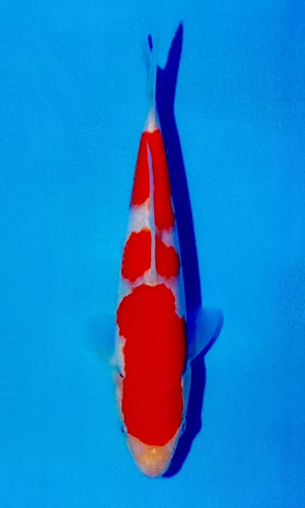 (M07) 9" Momotaro Kohaku