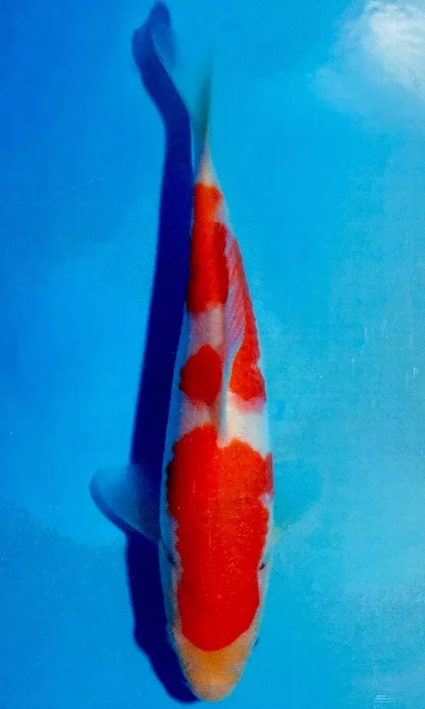 (M08) 9" Momotaro Kohaku