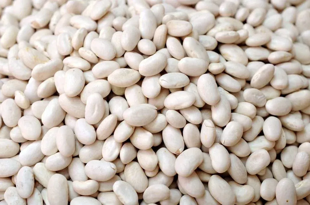 Navy Bean Seeds - 50 Count for Planting - White Kidney Variety - Phaseolus vulgaris
