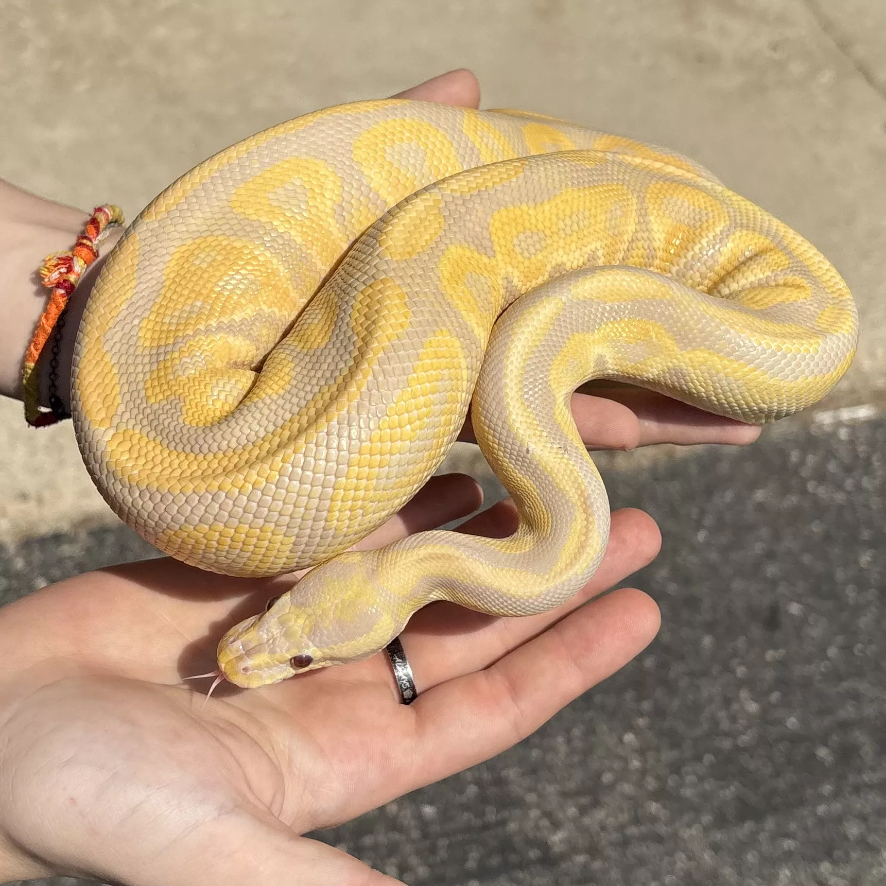 'Python regius 'Ball Python' Black Pastel Candino Male #1