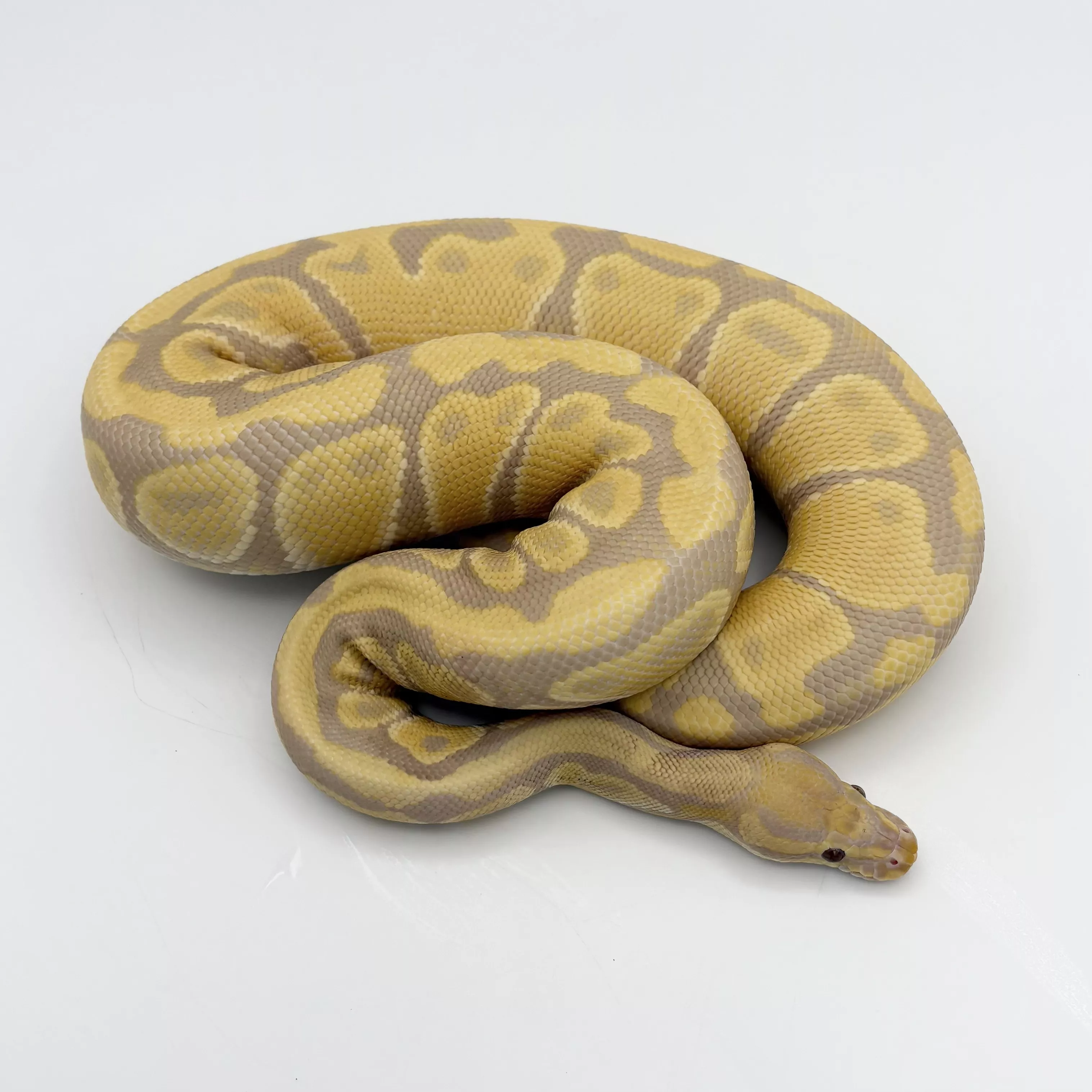 'Python regius 'Ball Python' Candino Male #2