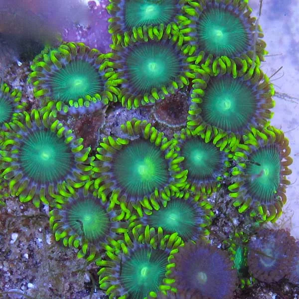 Radioactive Dragon Eye Zoanthids