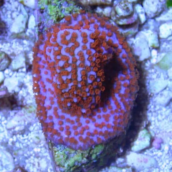 Superman Montipora