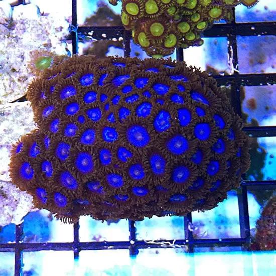 Tubbs Blue Zoanthids
