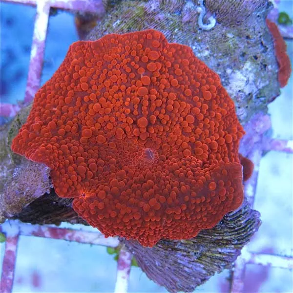 Ultra Red Mushrooms