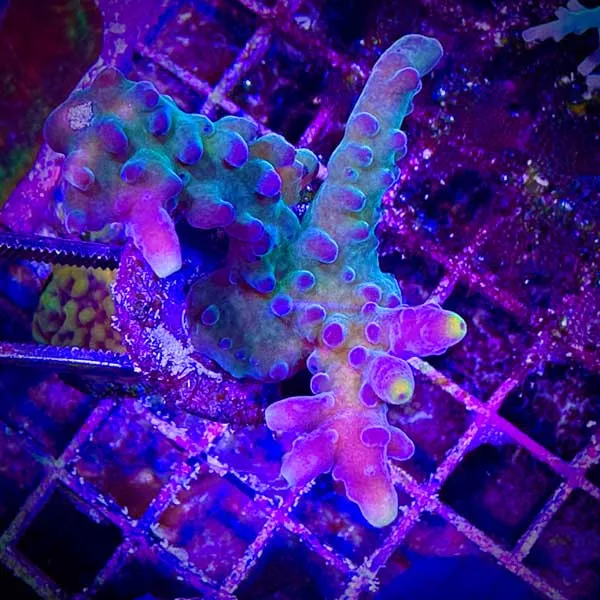 WWC Yellow Tip